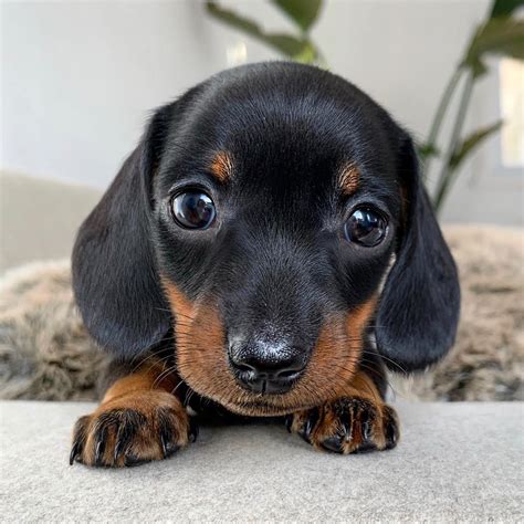Weenie dog puppies - Description. The Schweenie is not a purebred dog. It is a cross between the Dachshund and the Shih Tzu. The best way to determine the temperament of a mixed breed is to look up all breeds in the cross and know you can get any combination of any of the characteristics found in either breed. Not all of these …